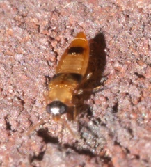 Gyrophaenina