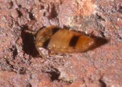 Gyrophaenina