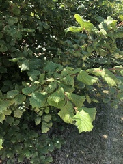 Corylus maxima