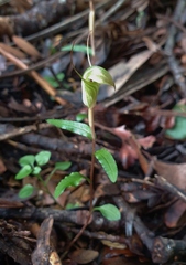 Pterostylis brumalis