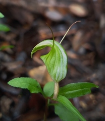Pterostylis brumalis
