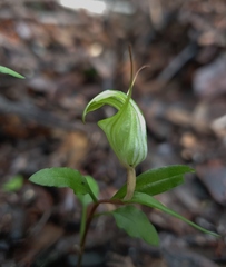 Pterostylis brumalis