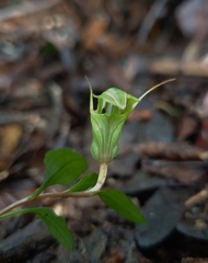 Pterostylis brumalis