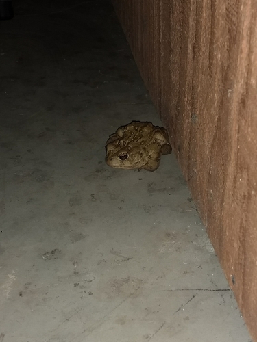 iNaturalist observation photo of Western Toad