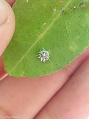 Pentilia chelsea