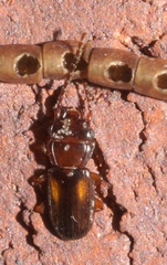Laemophloeus fervidus