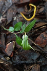 Pterostylis brumalis