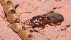 Laemophloeus fervidus