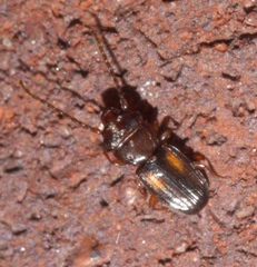 Laemophloeus fervidus