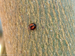 Pentilia chelsea
