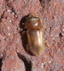 Tropicus pusillus