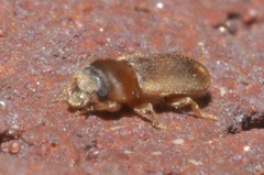 Tropicus pusillus