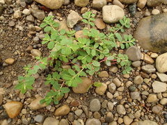 Euphorbia humistrata