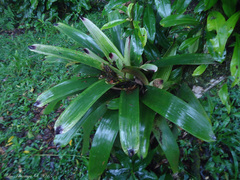 Vriesea platynema