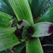 Vriesea platynema - Photo (c) Liu Idárraga Orozco, some rights reserved (CC BY-NC)