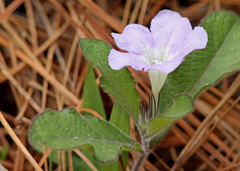Ruellia ciliosa