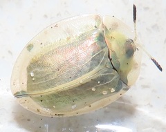 Aspidimorpha puncticosta