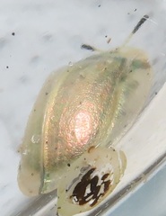 Aspidimorpha puncticosta