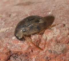 Berosus pantherinus