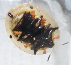 Aspidimorpha puncticosta