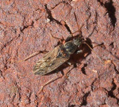 Pseudopachybrachius basalis