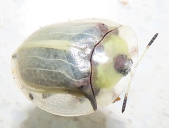 Aspidimorpha puncticosta