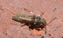 Pseudopachybrachius basalis