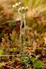 Antennaria alpina