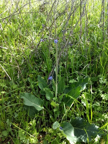 iNaturalist observation photo of Pacific hound's tongue