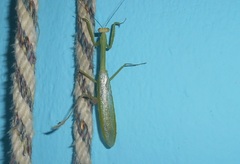 Stagmatoptera septentrionalis