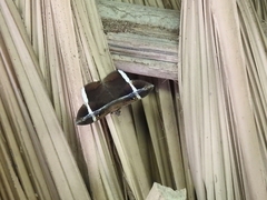 Hemeroblemma mexicana