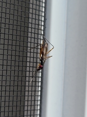 Rainieria antennaepes