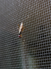 Rainieria antennaepes