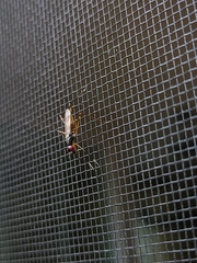 Rainieria antennaepes