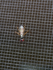 Rainieria antennaepes