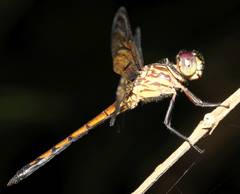 Cannaphila