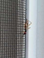 Rainieria antennaepes