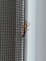 Rainieria antennaepes