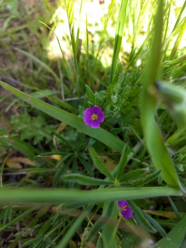iNaturalist observation photo of redmaids