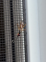 Rainieria antennaepes