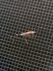 Rainieria antennaepes