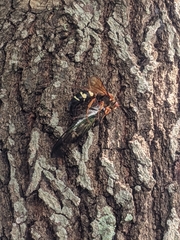 Sphecius speciosus