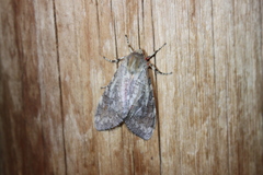 Pseudohemihyalea labecula