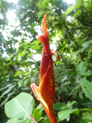 Heliconia irrasa
