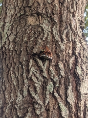 Sphecius speciosus