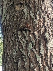 Sphecius speciosus
