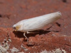Neocenchrea heidemanni