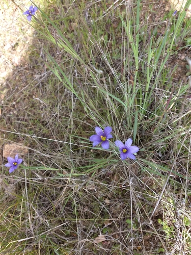 iNaturalist observation photo of western blue-eyed grass