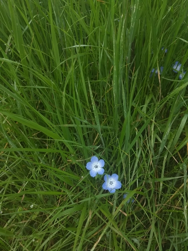 iNaturalist observation photo of Menzies' baby blue eyes