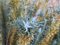 Baccharis grisebachii